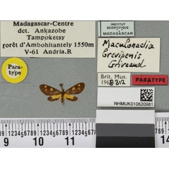 /filer/webapps/moths/media/images/B/brevipennis_Maculonaclia_PTM_BMNH_01a.jpg