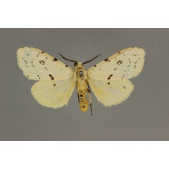 /filer/webapps/moths/media/images/M/meinhofi_Eyralpenus_AM_BMNH_02.jpg