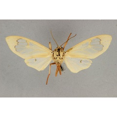 /filer/webapps/moths/media/images/S/saalmuelleri_Amerila_LT_BMNH.jpg