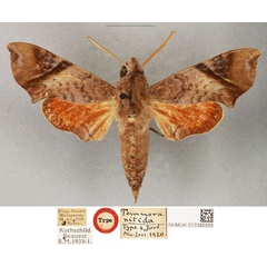 /filer/webapps/moths/media/images/N/nitida_Temnora_ST_BMNH_01.jpg