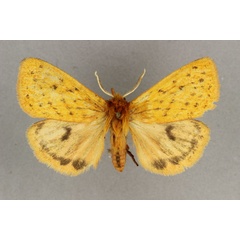 /filer/webapps/moths/media/images/X/xanthica_Carcinarctia_HT_BMNH.jpg