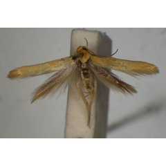 /filer/webapps/moths/media/images/A/autoxantha_Stathmopoda_PT_BMNH.jpg