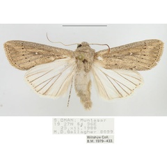 /filer/webapps/moths/media/images/Z/zeae_Leucania_AM_BMNH.jpg