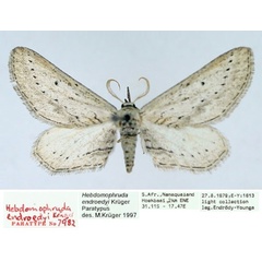 /filer/webapps/moths/media/images/E/endroedyi_Hebdomophruda_PTM_TMSA_01.jpg