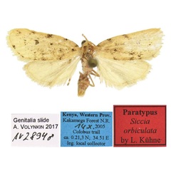 /filer/webapps/moths/media/images/O/orbiculata_Siccia_PTM_MfN.jpg