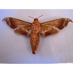 /filer/webapps/moths/media/images/H/hamatus_Lycosphingia_A_Baron_02.jpg