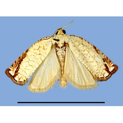 /filer/webapps/moths/media/images/M/massaronei_Gnathodracon_HT_MRSN.jpg
