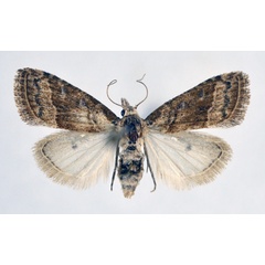 /filer/webapps/moths/media/images/S/synethes_Nola_AF_NHMO.jpg