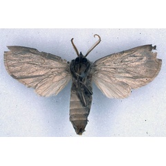/filer/webapps/moths/media/images/S/subargentea_Apisa_HT_BMNH_02.jpg