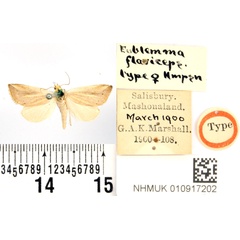 /filer/webapps/moths/media/images/F/flaviceps_Eublemma_HT_BMNH.jpg
