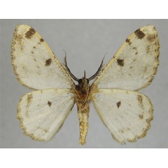 /filer/webapps/moths/media/images/S/syntropha_Zeuctoboarmia_AM_ZSMb.jpg