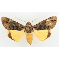 /filer/webapps/moths/media/images/V/variegata_Ulotrichopus_AF_TMSA_02.jpg