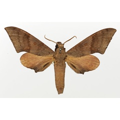 /filer/webapps/moths/media/images/A/ancylus_Neopolyptychus_AM_Basquin_01.jpg