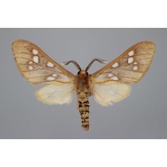 /filer/webapps/moths/media/images/K/kivensis_Pseudothyretes_A_BMNH.jpg