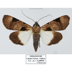 /filer/webapps/moths/media/images/A/agrotidea_Audea_AF_Basquina.jpg