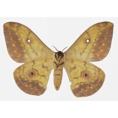 /filer/webapps/moths/media/images/S/seydeli_Aurivillius_AF_Basquinb.jpg
