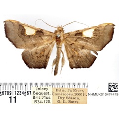 /filer/webapps/moths/media/images/H/hyalinata_Episparis_AM_BMNH_01.jpg