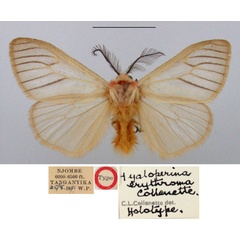 /filer/webapps/moths/media/images/E/erythroma_Hyaloperina_HT_BMNH.jpg