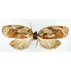 /filer/webapps/moths/media/images/C/cerioschema_Labidosa_AF_RMCA.jpg