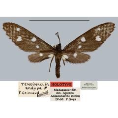 /filer/webapps/moths/media/images/A/andapa_Tenuinaclia_HT_MNHN.jpg