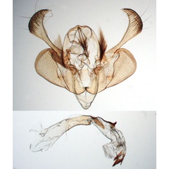 /filer/webapps/moths/media/images/R/rhabdophora_Leucania_GMST_BMNH_9533.jpg