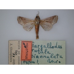 /filer/webapps/moths/media/images/B/biannulata_Targallodes_HT_RMCA_02.jpg