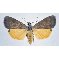 /filer/webapps/moths/media/images/A/africana_Digama_AF_NHMO.jpg