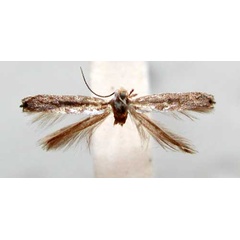 /filer/webapps/moths/media/images/P/prionota_Pareclectis_HT_TMSA350.jpg