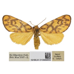 /filer/webapps/moths/media/images/S/sagenaria_Tumicla_AF_BMNH.jpg