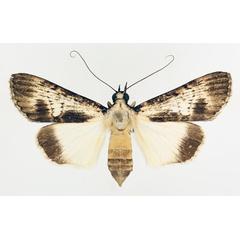 /filer/webapps/moths/media/images/W/watusi_Audea_AF_TMSA_01.jpg