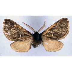 /filer/webapps/moths/media/images/V/virgata_Metarctia_ST_BMNH_01.jpg