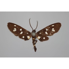 /filer/webapps/moths/media/images/R/rendalli_Amata_HT_BMNH.jpg