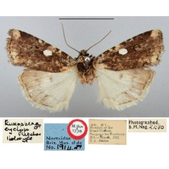 /filer/webapps/moths/media/images/C/cyclops_Euxootera_HT_BMNH.jpg