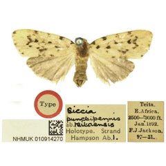 /filer/webapps/moths/media/images/T/teitaensis_Siccia_HT_BMNH.jpg
