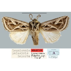 /filer/webapps/moths/media/images/P/palustris_Leumicamia_HT_MNHN.jpg
