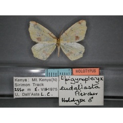 /filer/webapps/moths/media/images/E/eudallasta_Epigynopteryx_HT_RMCA_01.jpg