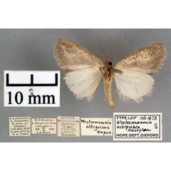 /filer/webapps/moths/media/images/A/albigrisea_Westermannia_PT_OUMNH_02.jpg