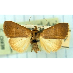 /filer/webapps/moths/media/images/U/uniformis_Marcipopsis_PT_MSNM.jpg