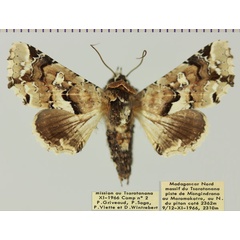 /filer/webapps/moths/media/images/A/amatrix_Eutelia_AF_MNHNa.jpg