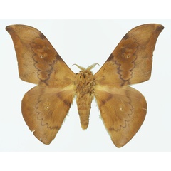 /filer/webapps/moths/media/images/B/batekensis_Orthogonioptilum_HT_Basquin.jpg