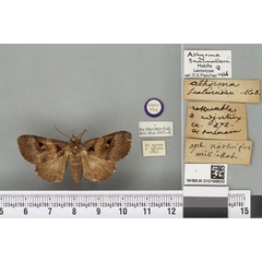 /filer/webapps/moths/media/images/S/saalmulleri_Athyrma_LT_BMNHa.jpg