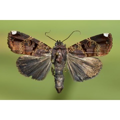 /filer/webapps/moths/media/images/F/figurans_Callyna_AM_Butler.jpg