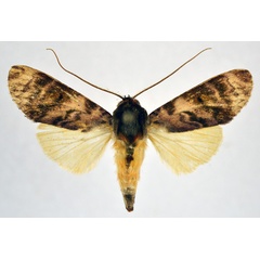 /filer/webapps/moths/media/images/P/pulcherrima_Aiteta_AF_NHMO.jpg