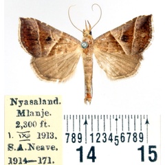 /filer/webapps/moths/media/images/P/prunescens_Radara_AM_BMNH.jpg
