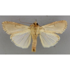 /filer/webapps/moths/media/images/E/exempta_Spodoptera_A_RMCA_02.jpg