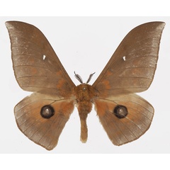 /filer/webapps/moths/media/images/S/santini_Pseudobunaea_AM_Basquina.jpg