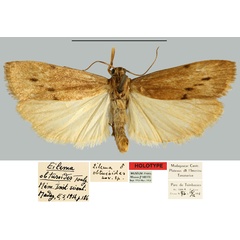 /filer/webapps/moths/media/images/O/obtusoides_Eilema_HT_MNHN.jpg