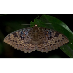/filer/webapps/moths/media/images/W/walkeri_Erebus_A_Schweinhart.jpg