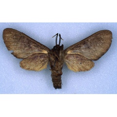 /filer/webapps/moths/media/images/V/vicina_Hippurarctia_HT_RMCA_02.jpg