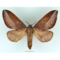 /filer/webapps/moths/media/images/M/malgassica_Callopizoma_AF_Basquin_02.jpg
